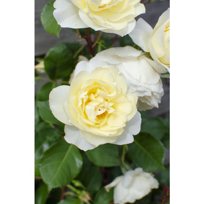 Rosa Crazy in love 'Vanilla' - Creme Roos