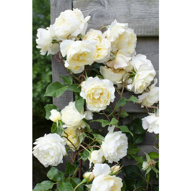 Rosa Crazy in love 'Vanilla' - Creme Roos
