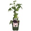 Rubus fruticosus 'Thornless Evergreen' - Doornloze Braam