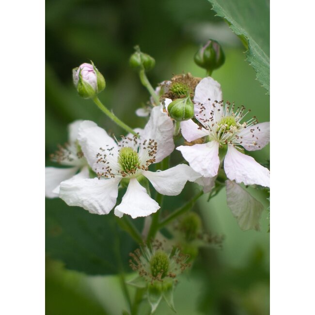 Rubus fruticosus 'Thornless Evergreen' - Doornloze Braam