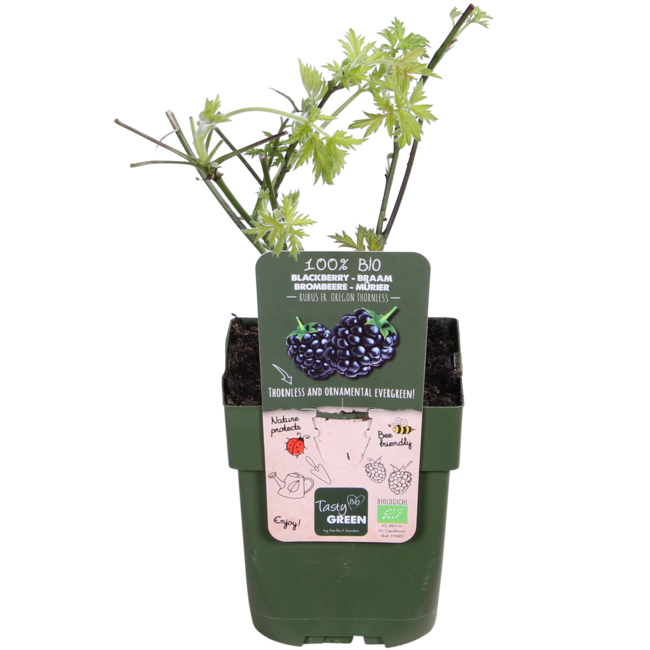 Rubus fruticosus 'Thornless Evergreen' - Doornloze Braam