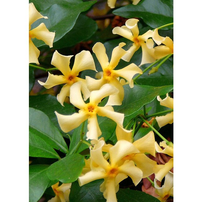 Trachelospermum 'Star of Toscana' - Toscaanse Jasmijn Geel