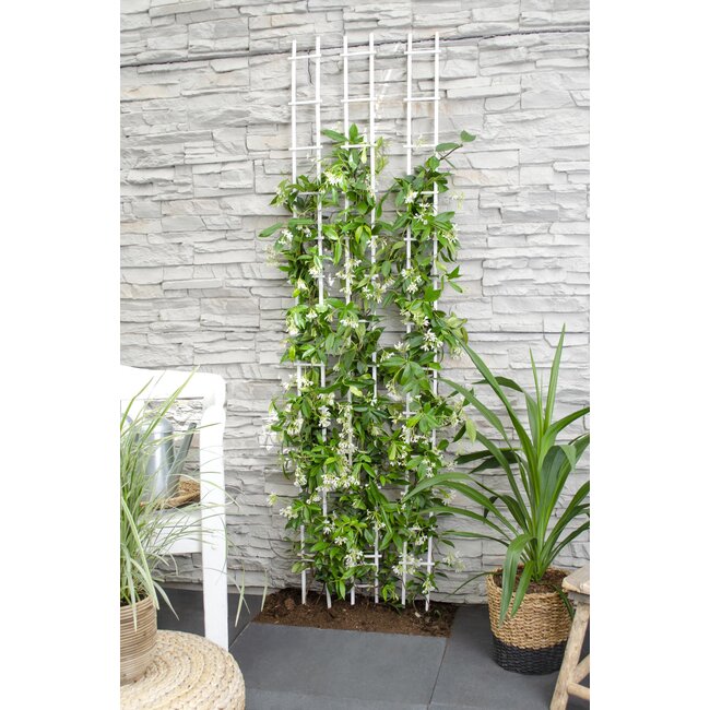 Trachelospermum 'Star of Venice' - Toscaanse Jasmijn Wit