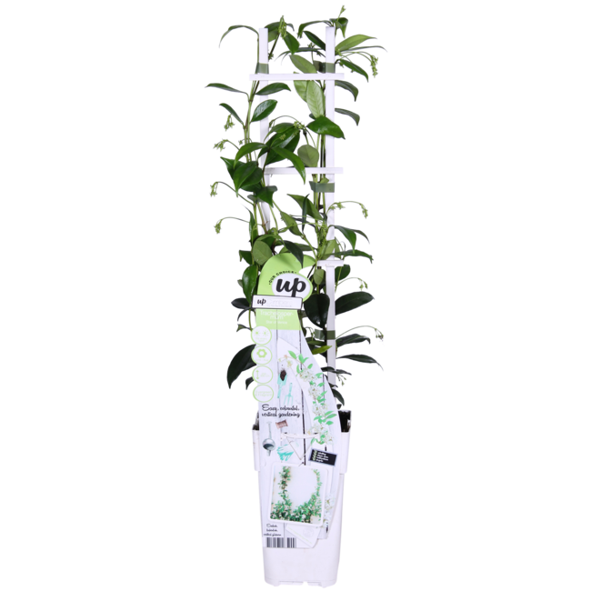 Trachelospermum 'Star of Venice' - Toscaanse Jasmijn Wit