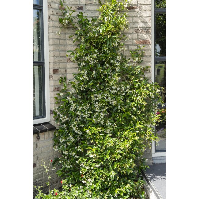 Trachelospermum 'Star of Venice' - Toscaanse Jasmijn Wit