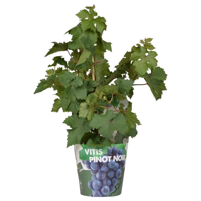 Vitis Pixie Pinot Noir - Blauwe wijndruif - Ø14 - ↨30cm
