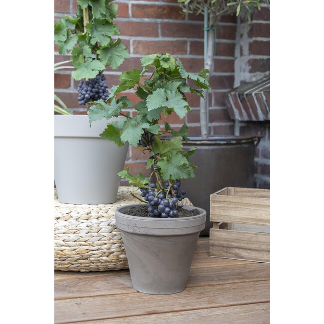 Vitis Pixie Pinot Noir - Blauwe wijndruif - Ø14 - ↨30cm