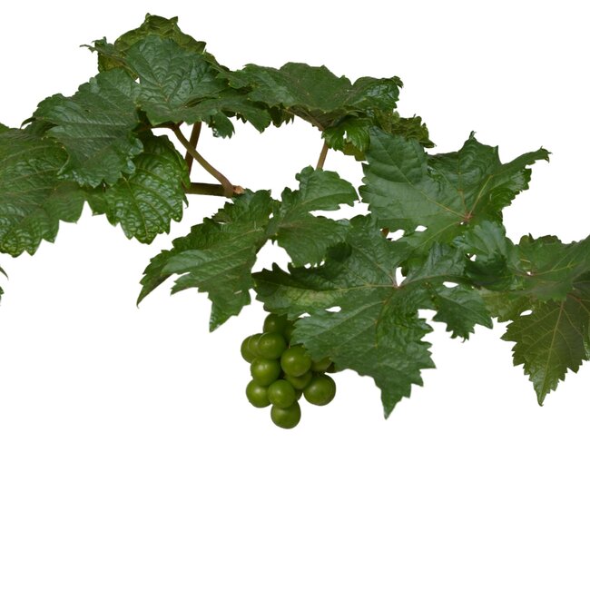 Vitis Pixie Pinot Noir - Blauwe wijndruif - Ø14 - ↨30cm