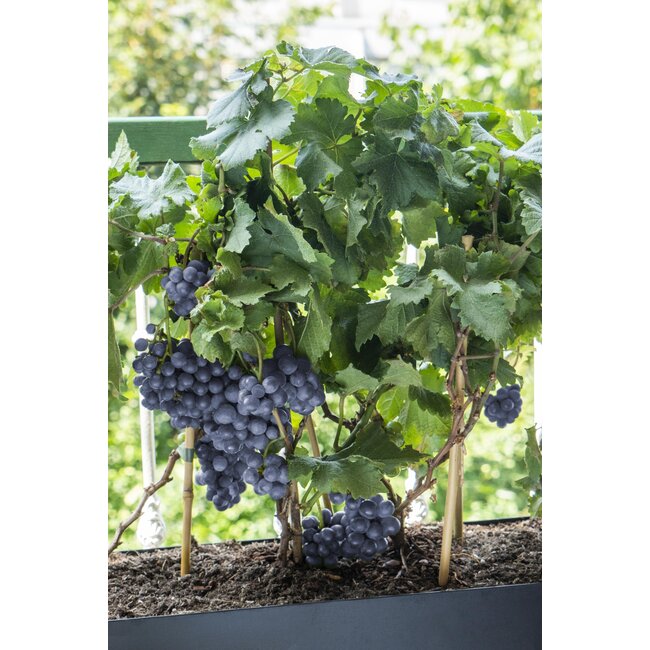 Vitis Pixie Pinot Noir - Blauwe wijndruif - Ø14 - ↨30cm