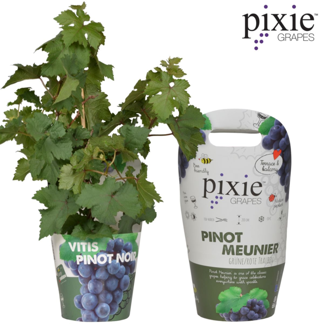 Vitis Pixie Pinot Noir - Blauwe wijndruif - Ø14 - ↨30cm