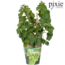 Vitis Pixie Riesling - Witte wijndruif - Ø14 - ↨30cm