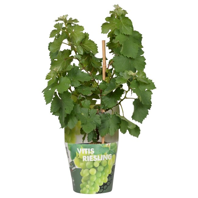 Vitis Pixie Riesling - Witte wijndruif - Ø14 - ↨30cm