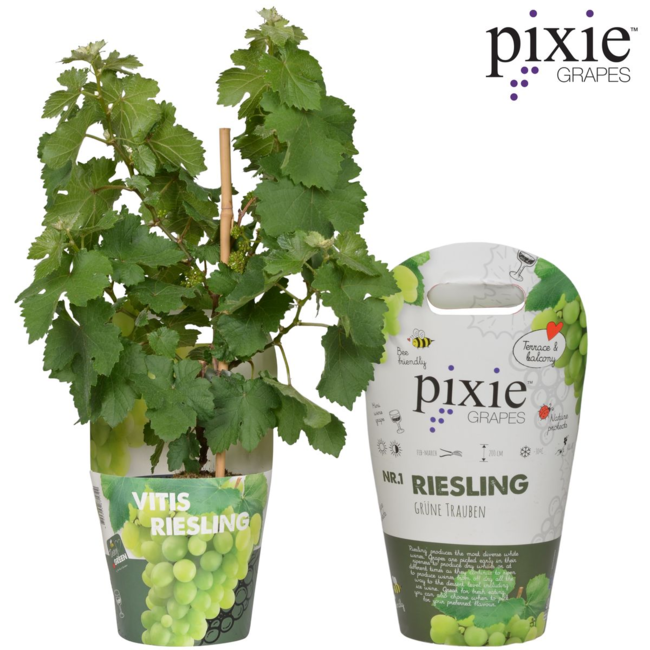 Vitis Pixie Riesling - Witte wijndruif - Ø14 - ↨30cm