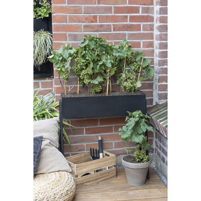 Vitis Pixie Riesling - Witte wijndruif - Ø14 - ↨30cm