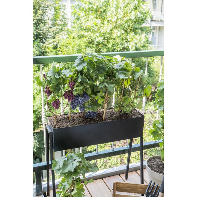 Vitis Pixie Riesling - Witte wijndruif - Ø14 - ↨30cm