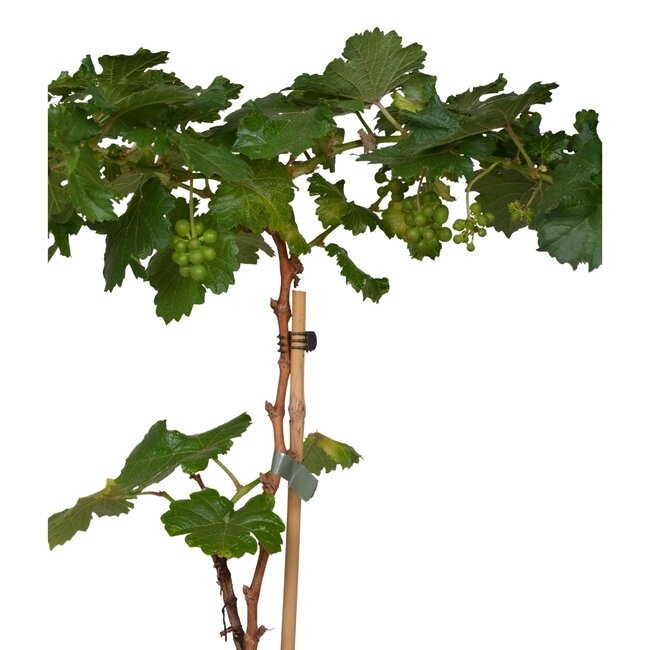 Vitis Pixie Riesling - Witte wijndruif - Ø14 - ↨30cm