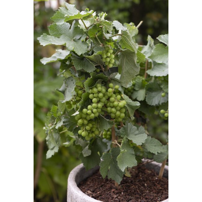 Vitis Pixie Riesling - Witte wijndruif - Ø14 - ↨30cm