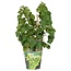 Vitis Pixie Riesling - Witte wijndruif - Ø14 - ↨30cm
