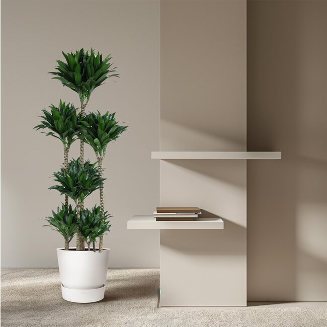 Dracaena Compacta Carrousel - 160 cm - ø34