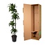 Dracaena Dorado - 170 cm - ø27