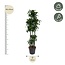 Dracaena Dorado Carrousel - 200 cm - ø40