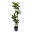 Dracaena Golden Coast - 170 cm - ø27
