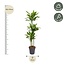 Dracaena Golden Coast - 160 cm - ø24