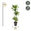 Dracaena Golden Coast - 140 cm - ø27