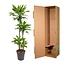 Dracaena Golden Coast - 140 cm - ø27