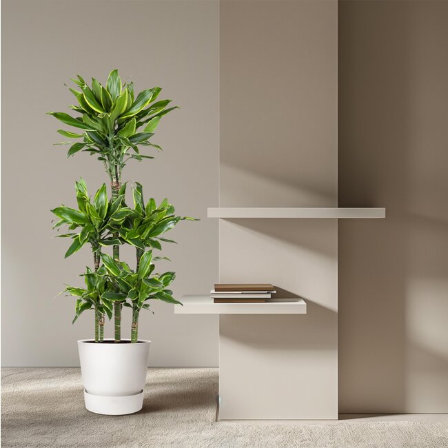 Dracaena Golden Coast Carrousel - 150 cm - ø31