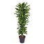 Dracaena Golden Coast vertakt - 170 cm - ø34