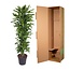 Dracaena Golden Coast vertakt - 170 cm - ø34