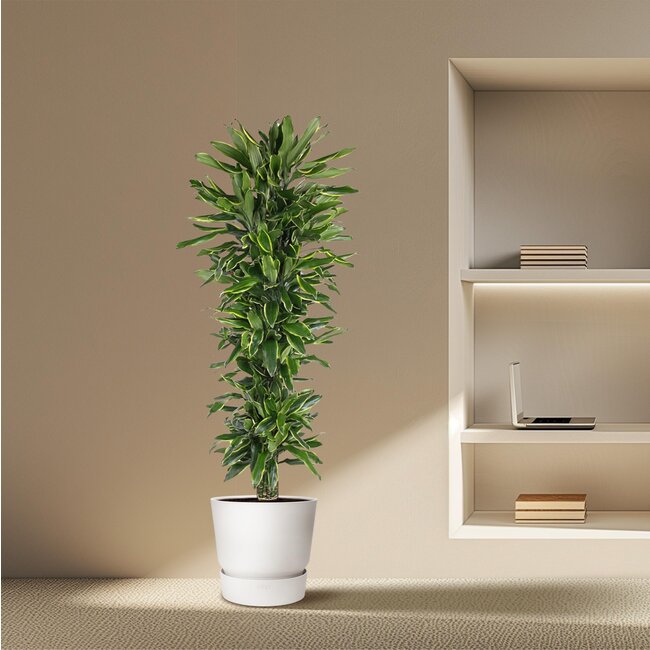 Dracaena Golden Coast vertakt - 170 cm - ø34