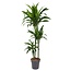 Dracaena Janet Craig - 150 cm - ø24