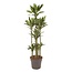 Dracaena Janet Lind Carrousel - 170 cm - ø34