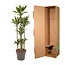 Dracaena Janet Lind Carrousel - 170 cm - ø34