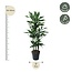 Dracaena Janet Lind Carrousel - 140 cm - ø31