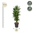 Dracaena Janet Lind vertakt - 110 cm - ø27