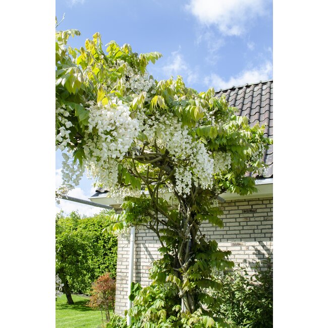 Wisteria floribunda Alba- Witte regen