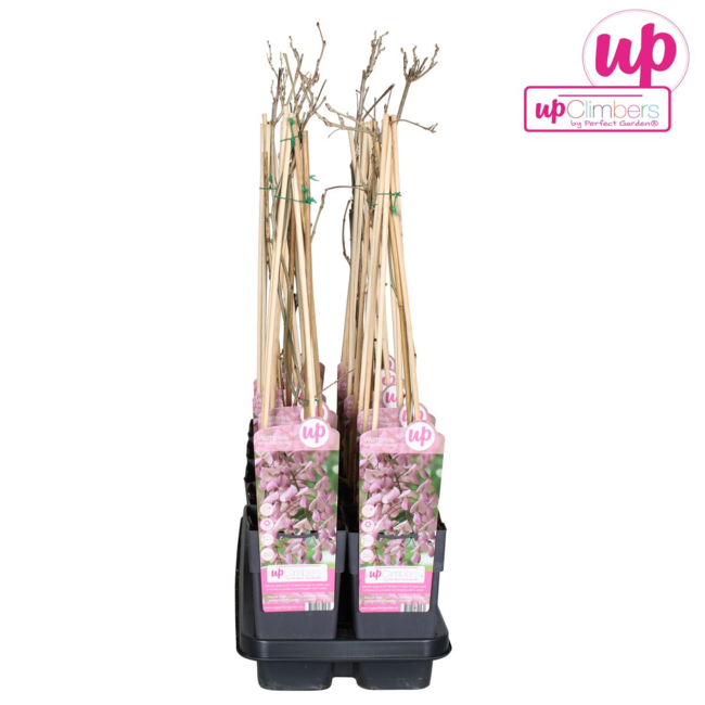 Wisteria floribunda 'Rosea' - Roze regen