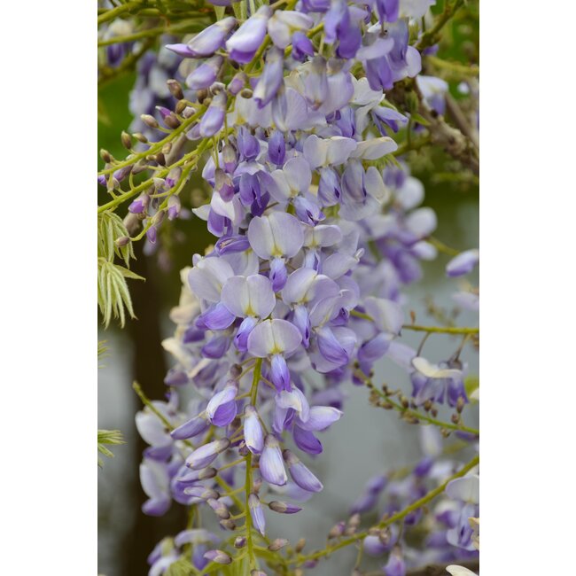 Wisteria sinensis Caroline - Paarse Regen