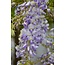 Wisteria sinensis Caroline - Paarse Regen