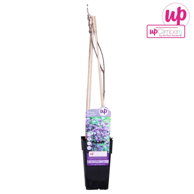 Wisteria sinensis 'Prolific' - Blauwe regen