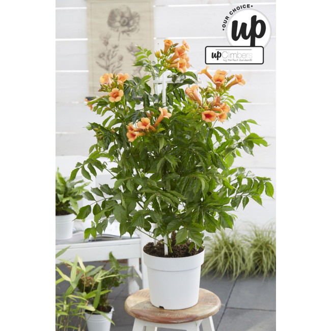 Campsis Indian Summer - Trompetbloem Oranje