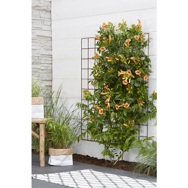 Campsis Indian Summer - Trompetbloem Oranje