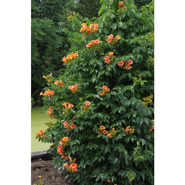 Campsis Indian Summer - Trompetbloem Oranje