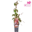 Parthenocissus tricuspidata 'Veitch Boskoop' - ↨65cm - Ø15