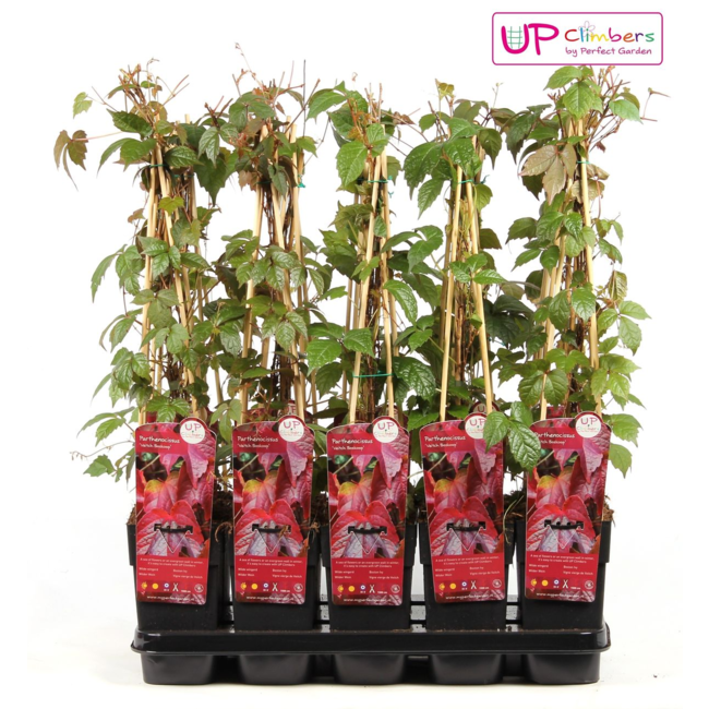 Parthenocissus tricuspidata 'Veitch Boskoop' - ↨65cm - Ø15