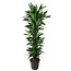 Dracaena Janet Lind vertakt - 170 cm - ø34