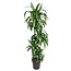 Dracaena Hawaiiana - 160 cm - ø24